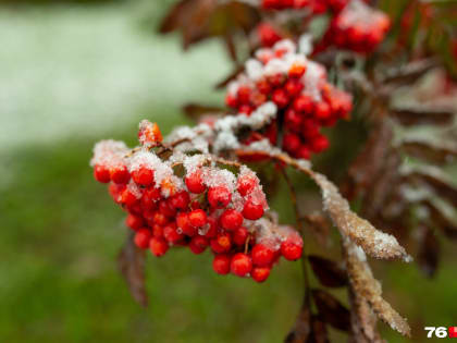 Дожди и мокрый снег: какая погода ожидает ярославцев на следующей неделе