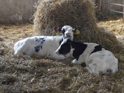 Наши села города кормят