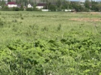 Заросли борщевика Сосновского в регионе будут фиксировать с помощью автоматических комплексов.