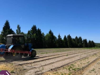 В Даниловском и Петровском лесопитомниках в весенний период было высажено 470 килограммов семян хвойных деревьев