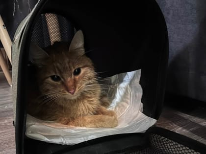 В Ярославле зоозащитники рассказали о состоянии выкупленного у живодера кота