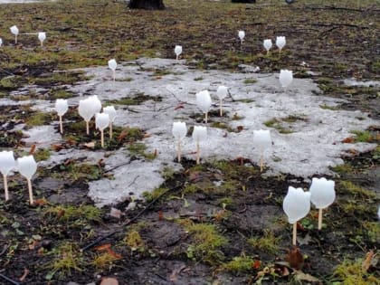 В Губернаторском саду расцвели ледяные подснежники