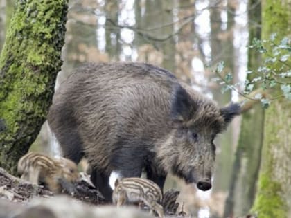 Выявлен вирус африканской чумы свиней