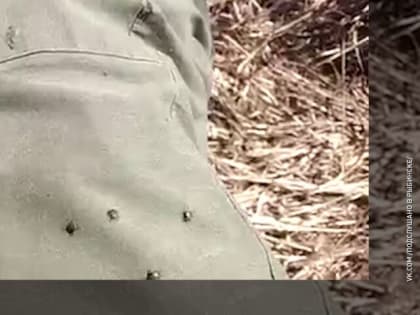 В Ярославской области активизировались клещи