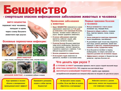 В городе Ярославле сохраняется сложная обстановка по заболеванию животных бешенством