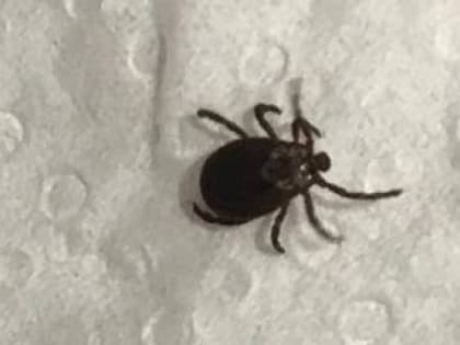 Собаке пришлось делать переливание крови: в Ярославской области резко активизировались клещи