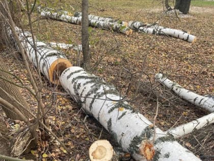 Прокуратура оценит законность вырубки берёзовой рощи в Ярославле