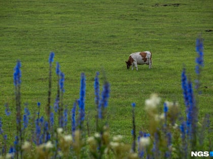 Парное или пастеризованное? Какое молоко полезно и кому от него лучше отказаться — объяснение экспертов
