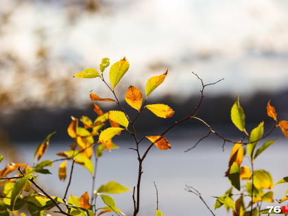 61-й день августа: прощаемся с рекордно теплым сентябрем в Ярославле в умиротворяющем репортаже