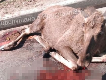 Момент ДТП с лосем на улице Гагарина в Ярославле попал на видео