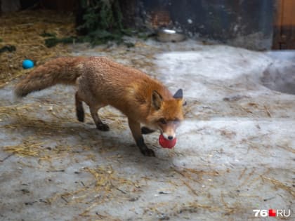 В Ярославле ввели карантин по бешенству из-за зараженной лисы. Ее нашли в спальном районе