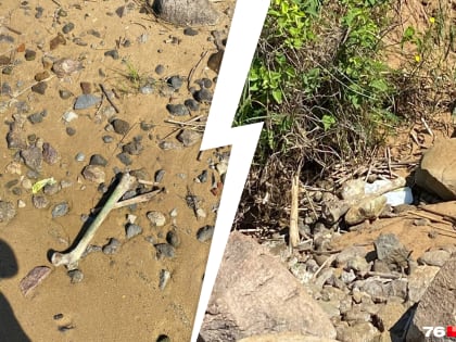 «Кто-то уже сложил фигуру»: жители Ярославской области заметили на пляже человеческие кости