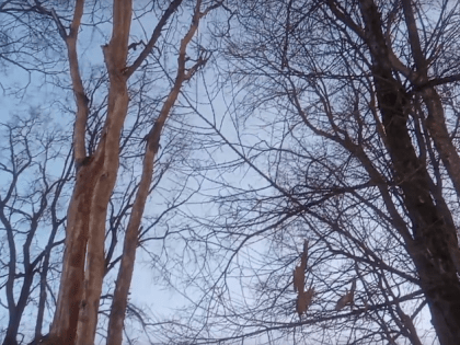 В ярославском парке «облысели» деревья