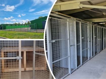 В Ярославле подорожает отлов безнадзорных собак