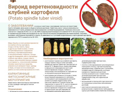 Информация о фитосанитарных рисках, связанных с приобретением и употреблением зараженного картофеля