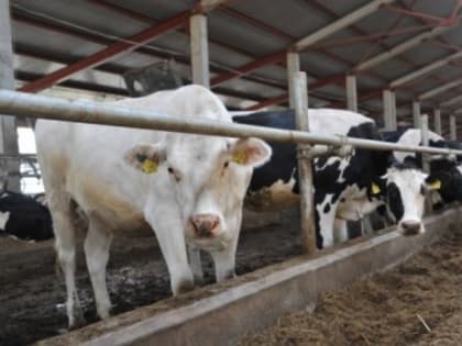 Лидеры ярославского молочного животноводства едут в столицу на юбилейный съезд