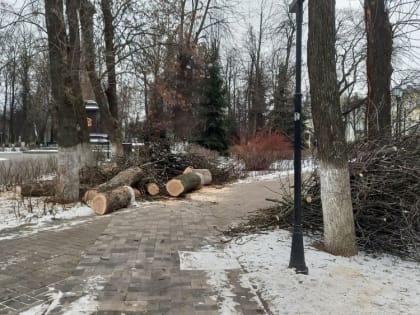 В Ярославле упрощена процедура вырубки деревьев под федеральные объекты