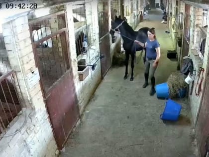 В Ярославле разгорелся скандал из-за видео с «избиением» жеребенка