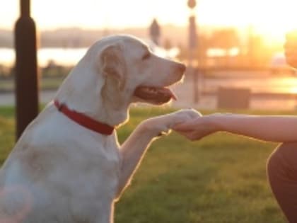 ОБЯЗАННОСТИ ВЛАДЕЛЬЦЕВ ДОМАШНИХ ЖИВОТНЫХ.