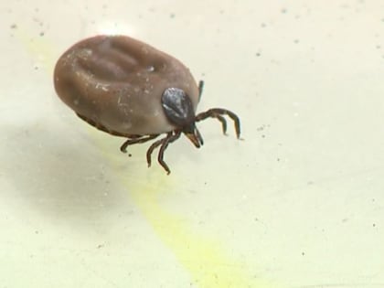 Ярославцы продолжают страдать из-за укусов клещей