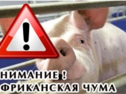 Африканская Чума Свиней (АЧС)  на пороге!