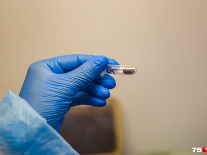 Часть укушенных — дети: в Ярославской области клещи продолжают атаковать людей