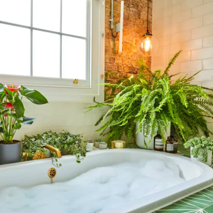Boston sword fern on the side of a bathtub.