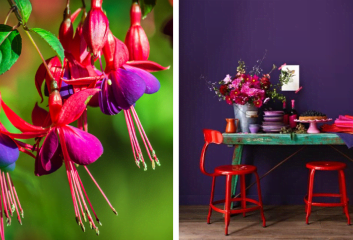 Uses of violet and red in nature and in interiors. Nature: colourful flowers. Interior: teal console table against a purple wall and red chairs. The flowers and the dishes stacked on the table add different shades of red and purple.