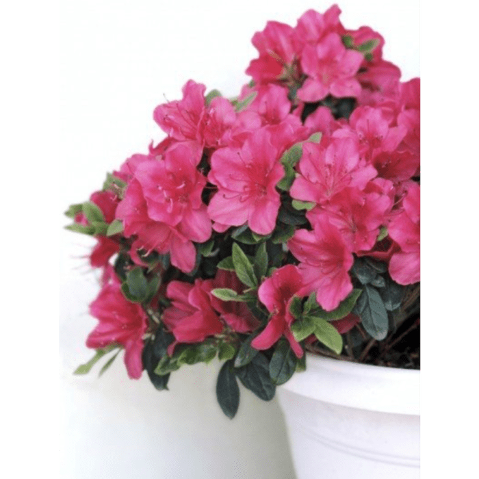 Azalea, a precious air purifying indoor plant.