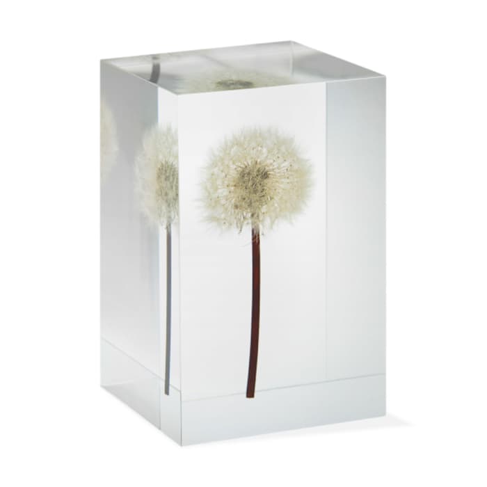 Acrylic cube enclosing a real dandelion, by MoMa Exclusive.