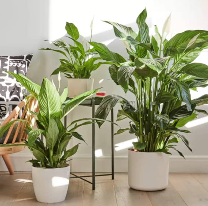 An otherwise empty corner filled in with a beautiful composition of peace lilies.