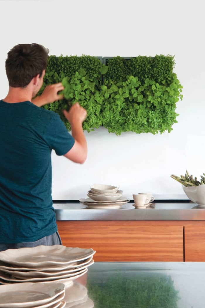 Garden wall design with herb plants. Garden wall design with herb plants.