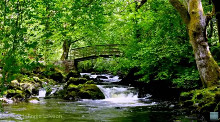 Natural view with trees and a river flowing. Natural view with trees and a river flowing.