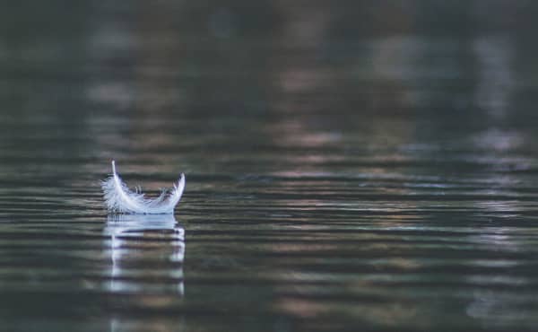 A feather floating on water.