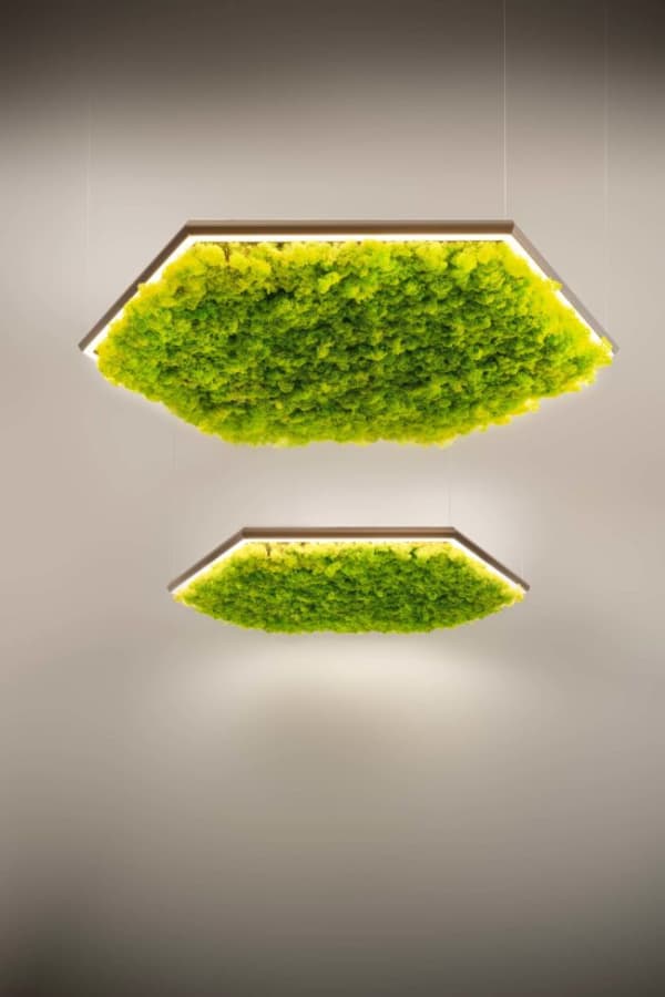 Exagon pendant light filled with sound-absorbing lichens.