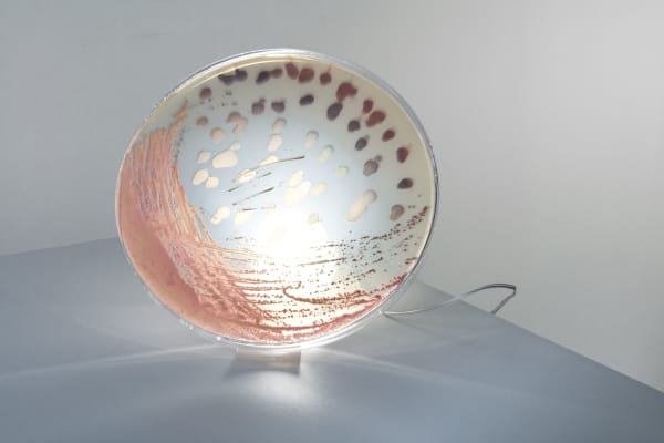 Bacteria lamp detail in the tones of pink.