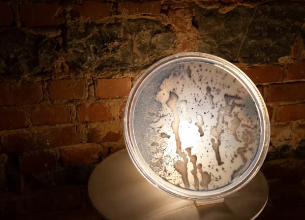 Bacteria lamp detail against a brick wall.