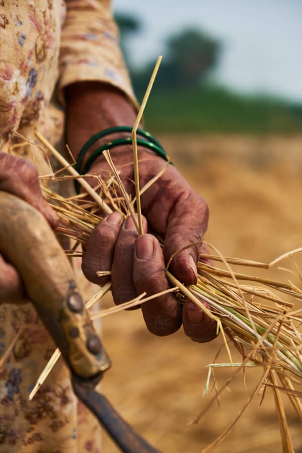 A man holding a handful of rice straw.