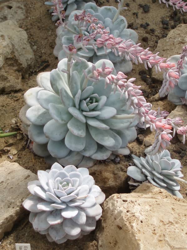 Echeveria laui plants.