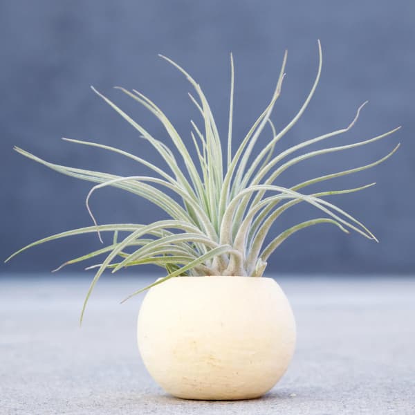 Tillandsia Oaxacana Feldhofi plant.