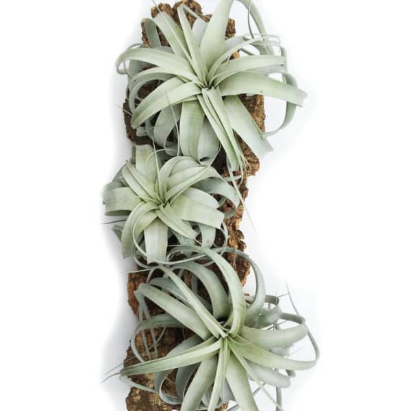 Tillandsia Xerographica plants.