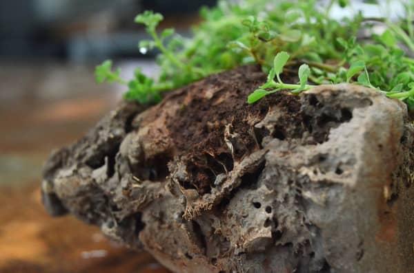 Close-up of a Green Charcoal bio-brick with plants growing on it.