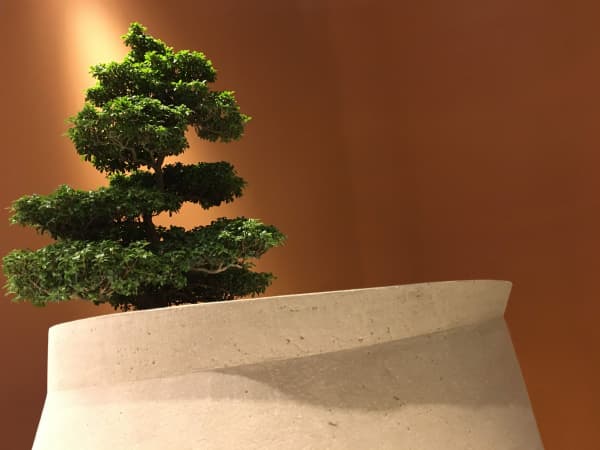 Big tree against a terracotta background.