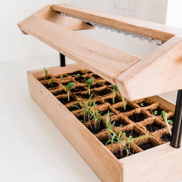 Close-up view of the mini greenhouse, with small plants growing in it.