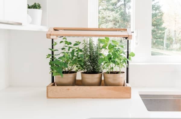 Herb plants growing in a mini greenhouse on a kitchen counter.
