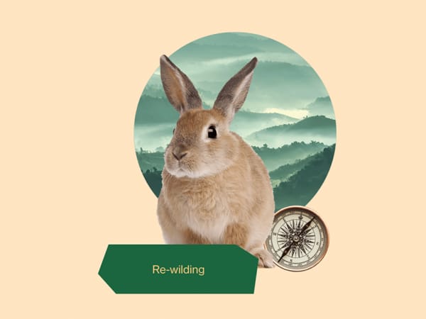 "Re-wilding" graphic representing a rabbit, a compass and a natural landscape.