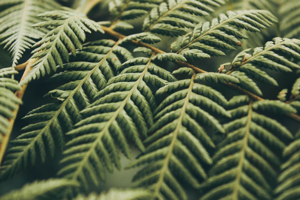 Close up of a pine leaf.<span class="sr-only"> (opened in a new window/tab)</span>