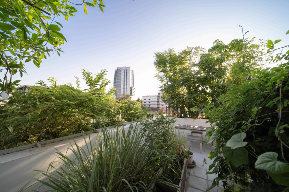 Terrace of a green building in Bangkok completely covered in plants.<span class="sr-only"> (opened in a new window/tab)</span>