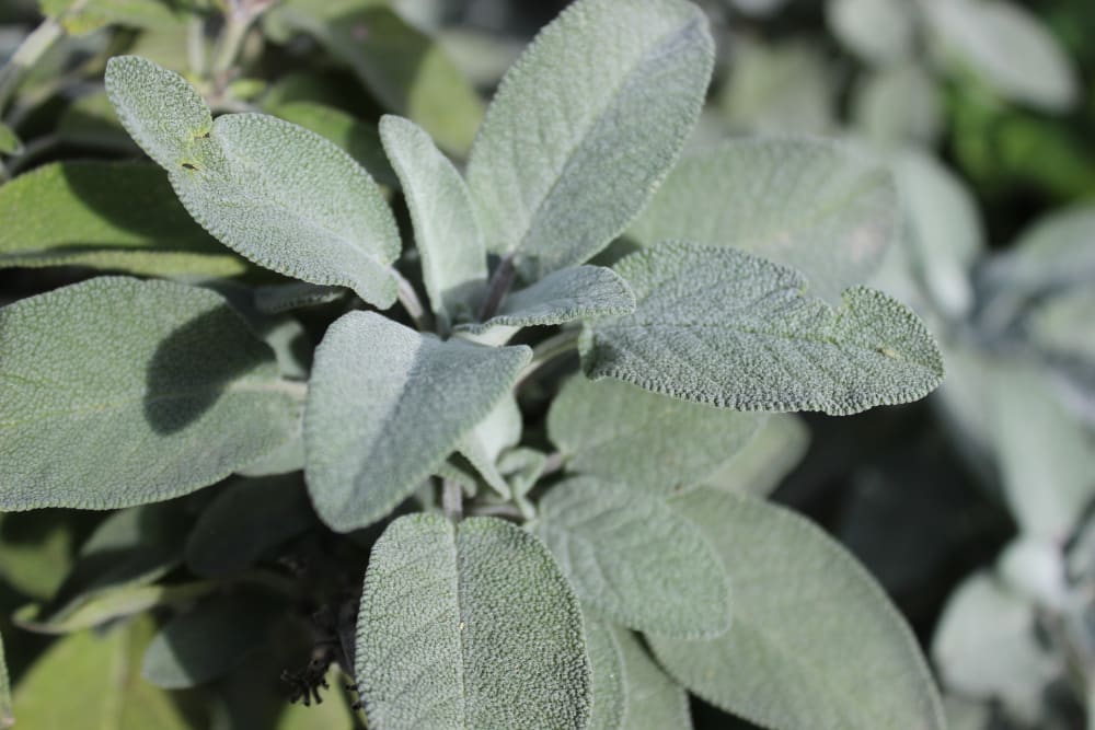 Sage plant.<span class="sr-only"> (opened in a new window/tab)</span>