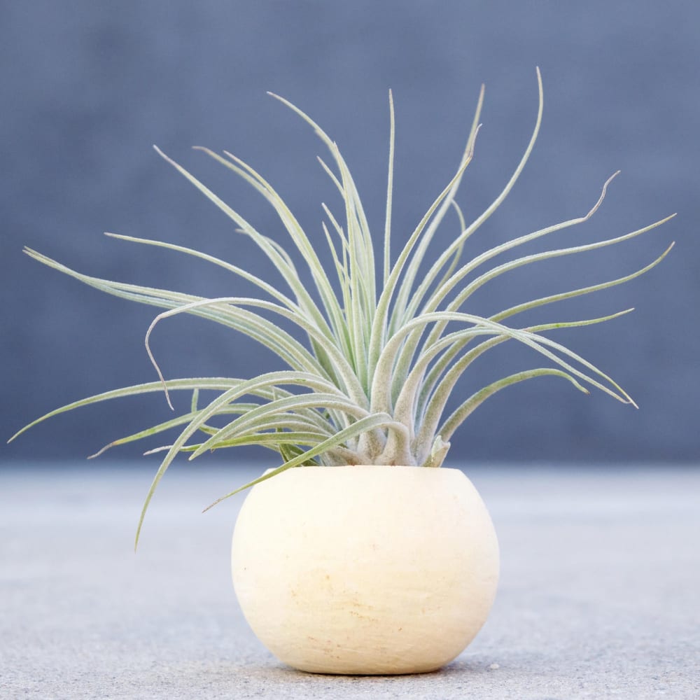 Tillandsia Oaxacana Feldhofi plant.<span class="sr-only"> (opened in a new window/tab)</span>